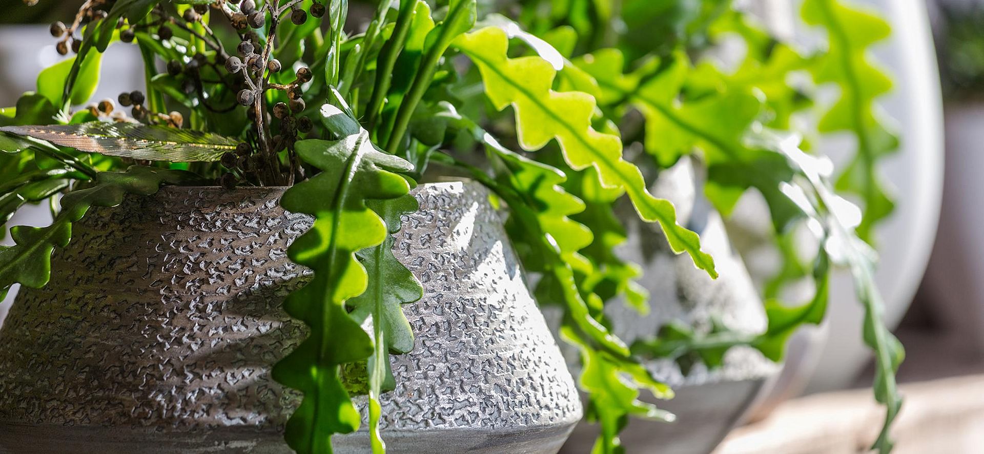 Header 01 Unser Laden