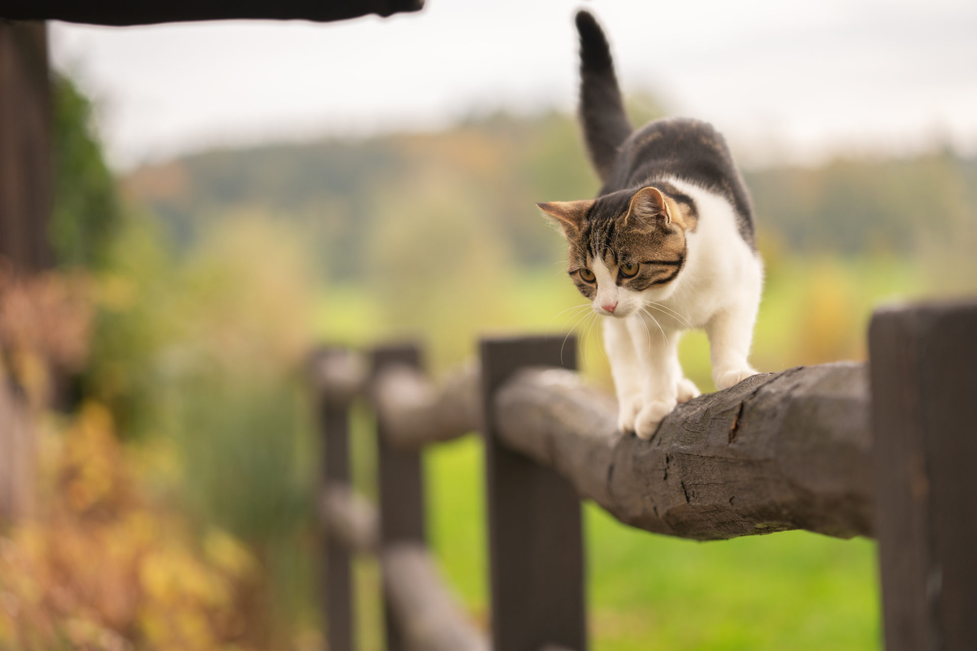 Header 03 Unsere Tiere 01